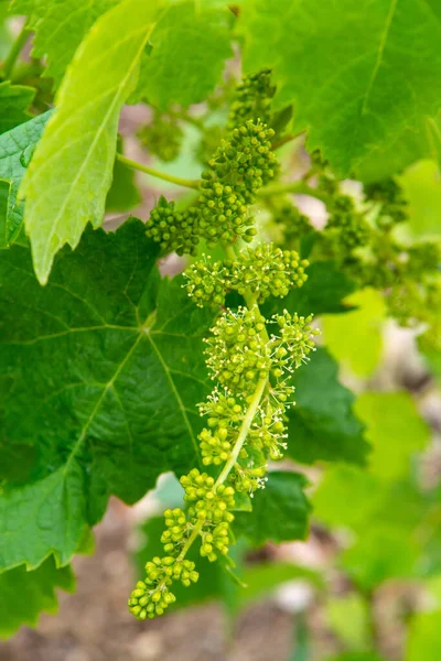 Young Green Unripe Grapes Vines Vineyard Close — Stock Photo, Image