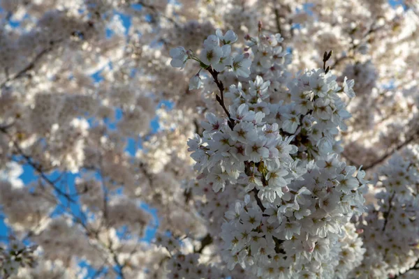 Tavaszi Virága Japán Fehér Sakura Virágos Háttér Kék — Stock Fotó