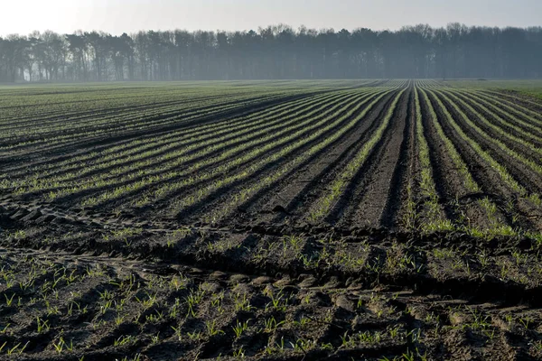 Ochtendvoorjaarslandschap Met Nieuw Geploegd Veld Met Jonge Maïspruitjes Landbouwgrond Nederland — Stockfoto