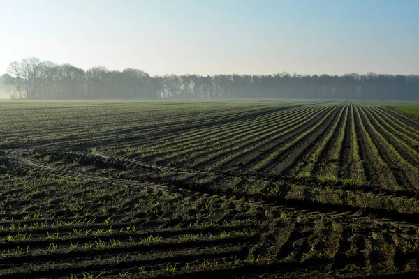 Ochtendvoorjaarslandschap Met Nieuw Geploegd Veld Met Jonge Maïspruitjes Landbouwgrond Nederland — Stockfoto