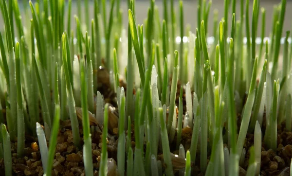 幼小的生长着的绿芽猫草 小集团 — 图库照片
