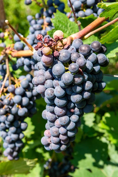 Viñedo Con Uvas Tintas Crecimiento Uvas Negras Moradas Verano — Foto de Stock