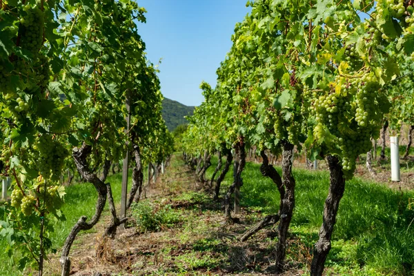 Wijngaard Met Groeiende Witte Wijndruiven Riesling Chardonnay Druiven Zomer — Stockfoto
