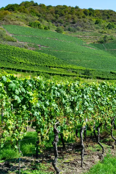 Landschaft Mit Berühmten Grünen Terrassenweinbergen Moseltal Produktion Von Qualitätsweiß Und — Stockfoto