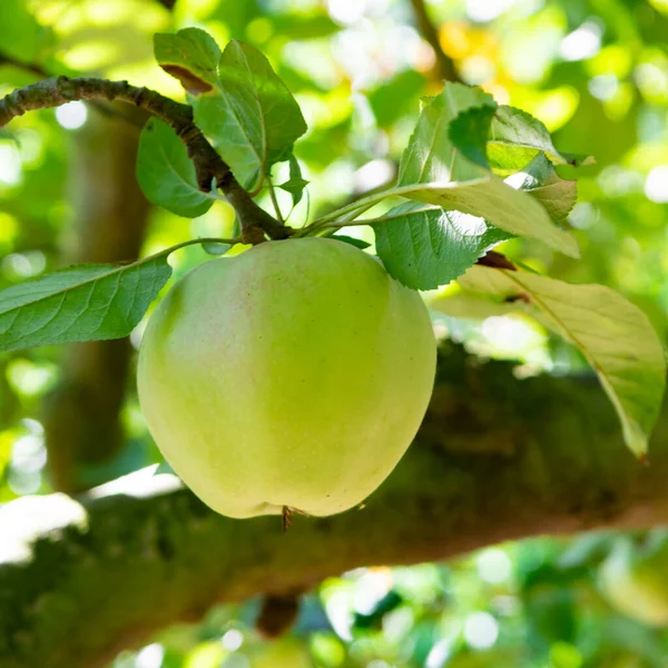 Οικολογικό Αγρόκτημα Βιολογικό Οπωρώνα Βιολογικά Μήλα Ωρίμανσης Μηλιά Κοντά — Φωτογραφία Αρχείου