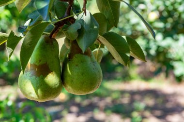 Biyolojik bahçeli eko çiftliği, organik konferans armut meyvesi ağaçta olgunlaşıyor.