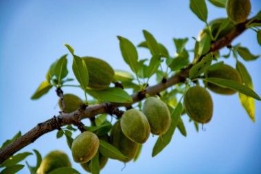 Badem ağacında olgunlaşan taze yeşil badem fındıkları