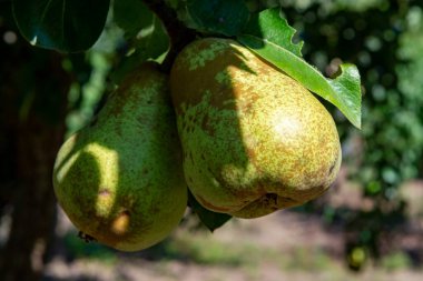Biyolojik bahçeli eko çiftliği, organik konferans armut meyvesi ağaçta olgunlaşıyor.
