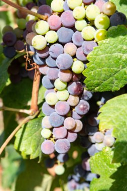 Üzüm bağında üzüm, İtalya 'da kırmızı şarap üzümleri yetişiyor Sirah, Petit Verdot, Cabernet Sauvignon üzümleri