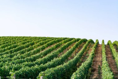 İtalya 'daki tepelerde şarap yetiştiren üzüm bağları.