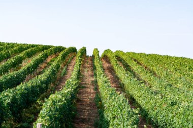 İtalya 'daki tepelerde şarap yetiştiren üzüm bağları.