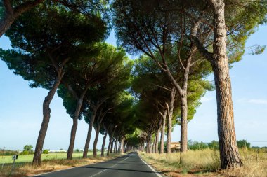 Roma, Latin ve Terracina, İtalya 'ya bağlı yüksek yeşil Akdeniz çam ağaçları ile Appia yolu S7 üzerinden yeni bir sürüş