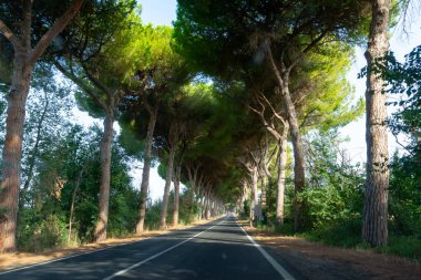 Roma, Latin ve Terracina, İtalya 'ya bağlı yüksek yeşil Akdeniz çam ağaçları ile Appia yolu S7 üzerinden yeni bir sürüş