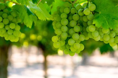 Lazio, İtalya 'da üzüm bağları, Chardonnay ve Malvasia üzümleri yetişiyor.