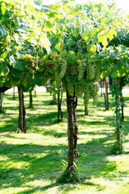 Lazio, İtalya 'da üzüm bağları, Chardonnay ve Malvasia üzümleri yetişiyor.
