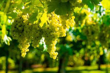 Lazio, İtalya 'da üzüm bağları, Chardonnay ve Malvasia üzümleri yetişiyor.