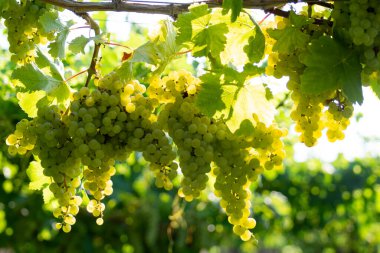 Lazio, İtalya 'da üzüm bağları, Chardonnay ve Malvasia üzümleri yetişiyor.