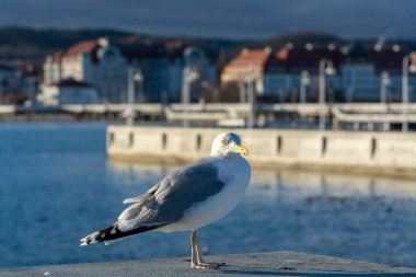Polonya 'nın Sopot iskelesinde oturan bir martı deniz kuşu.
