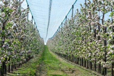Bahçedeki elma ağaçlarının bahar pembe çiçekleri, Belçika 'daki meyve bölgesi Haspengouw, çiçek açan ağaçlar
