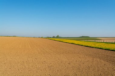 Çiftçilerin sürdüğü bahar manzarası, tarlalar ve sarı karahindiba çiçekleri yeşil çimlerde, doğa arka planında.