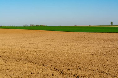 Güneşli bir günde, Haspengouw bölgesinde, Limburg, Belçika 'da tarlaları, bahçeleri ve yolları olan bahar manzarası