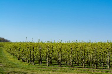 Güneşli bir günde, Haspengouw bölgesinde, Limburg, Belçika 'da tarlaları, bahçeleri ve yolları olan bahar manzarası