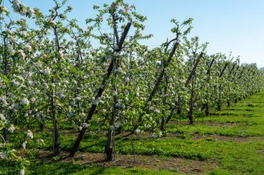 Bahçedeki elma ağaçlarının bahar pembe çiçekleri, Belçika 'daki meyve bölgesi Haspengouw, çiçek açan ağaçlar