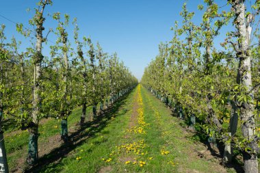 Meyve bahçesinde sıra sıra armut ağaçları, Belçika 'da meyve bölgesi Haspengouw, meyve ekimi geçmişi