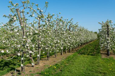 Bahçedeki elma ağaçlarının bahar pembe çiçekleri, Belçika 'daki meyve bölgesi Haspengouw, çiçek açan ağaçlar