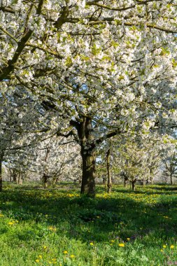 Bahar çiçekleri meyve bahçesinde, meyve bölgesi Belçika 'da Haspengouw, doğa manzarası