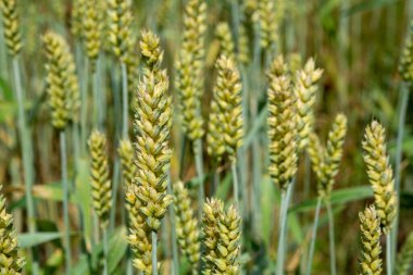 Tarlada olgunlaşmamış yeşil buğday başakları yakın.