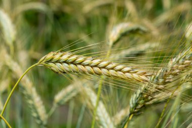 Çiftlik arazisinde olgun altın çavdar çivileri yakın.