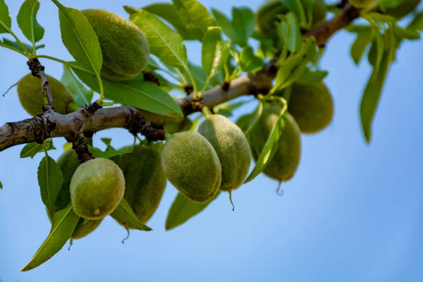 Almendras Verdes Jóvenes Nueces Rasgando Almendro Cerca — Foto de Stock