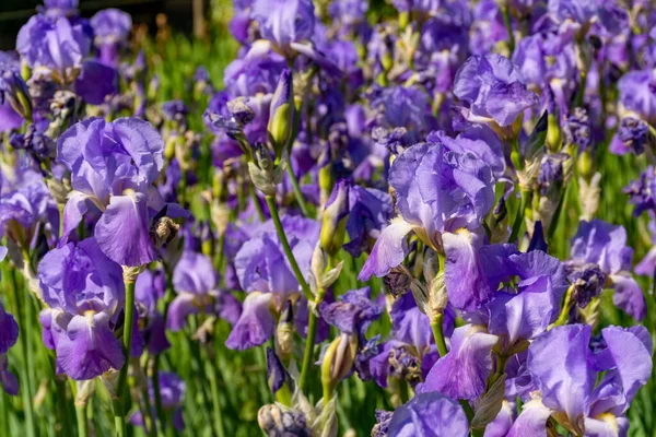 リラックアイリスの花 フランス南部のプロヴァンスでカラフルな虹彩の春の花 自然背景 — ストック写真