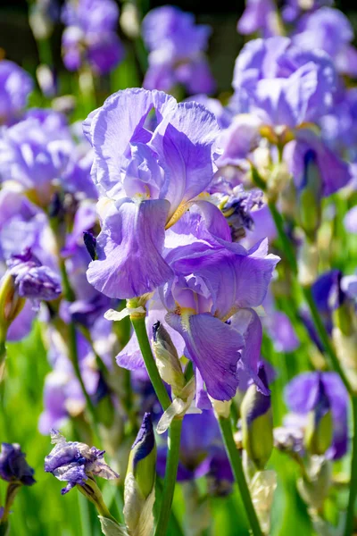 Liliowe Kwiaty Tęczówki Wiosenny Kwiat Kolorowych Tęczówek Prowansji Południu Francji — Zdjęcie stockowe