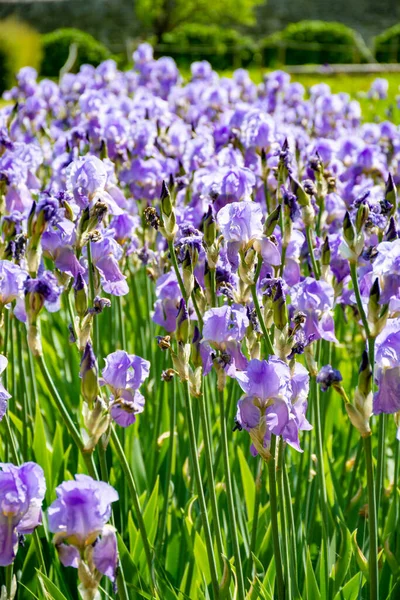 リラックアイリスの花 フランス南部のプロヴァンスでカラフルな虹彩の春の花 自然背景 — ストック写真