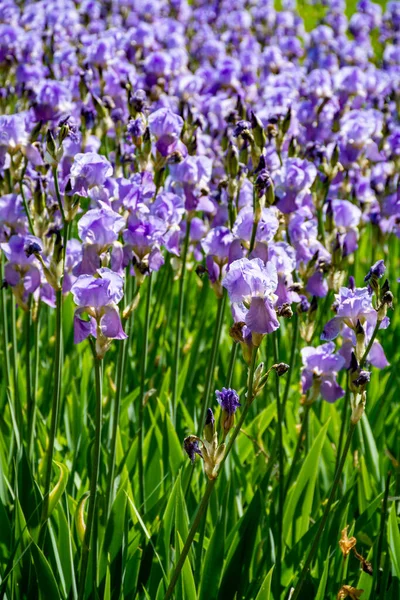 リラックアイリスの花 フランス南部のプロヴァンスでカラフルな虹彩の春の花 自然背景 — ストック写真