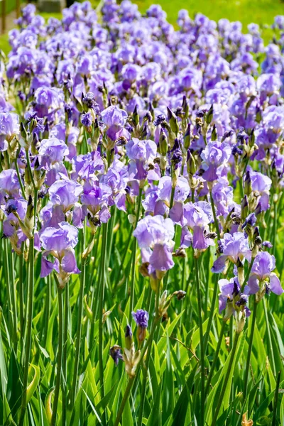 リラックアイリスの花 フランス南部のプロヴァンスでカラフルな虹彩の春の花 自然背景 — ストック写真