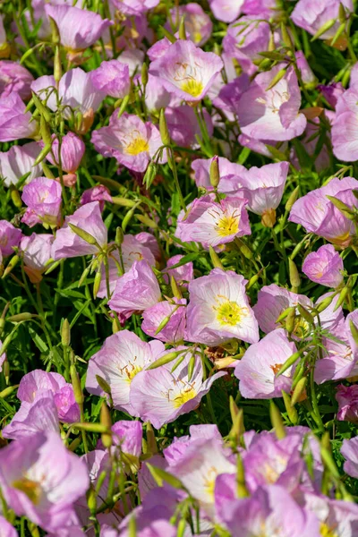 꽃처럼 분홍빛 벨피어나는 정원에 배경으로 가까이 바라본다 — 스톡 사진