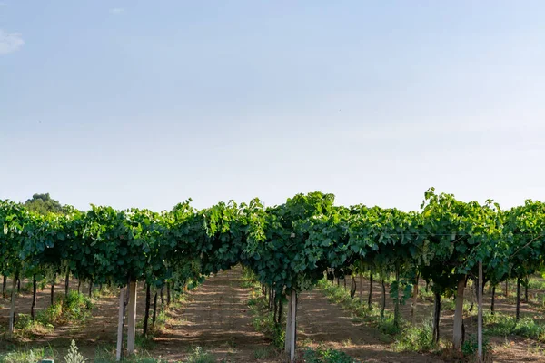 Виноградник Рядами Винограда Итальянских Холмах Италия — стоковое фото
