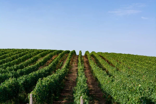 Vineyard Rows Growing Wine Grapes Italian Hills Italy — Stock Photo, Image