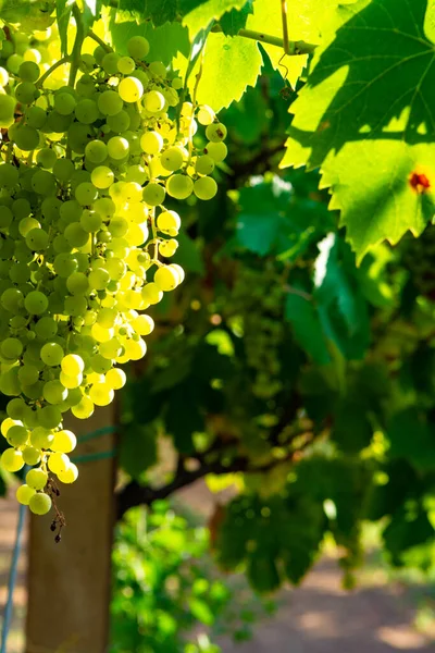 Wijngaard Met Witte Wijndruiven Lazio Italië Chardonnay Malvasia Druiven — Stockfoto