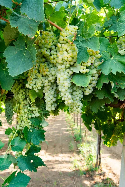 Weinberg Mit Wachsenden Weißweintrauben Latium Italien Chardonnay Und Malvasia Trauben — Stockfoto