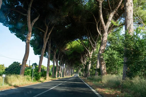 Scenic Driving New Appia Road High Green Medanean Pine Trees — стоковое фото