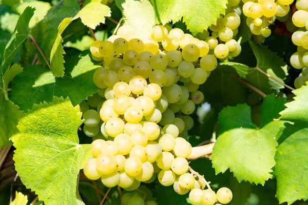 Vinice Pěstováním Bílých Vinných Hroznů Laziu Itálii Chardonnay Malvasia Hroznů — Stock fotografie