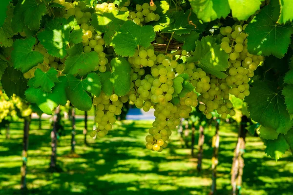 Viñedo Con Uvas Vinificación Blanca Lazio Italia Chardonnay Malvasia Uvas —  Fotos de Stock