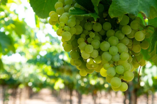 Vignoble Avec Vignes Vin Blanc Latium Italie Chardonnay Raisins Malvasie — Photo