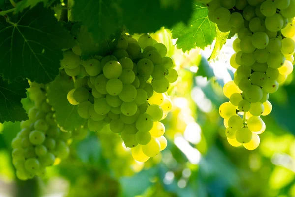 Vinice Pěstováním Bílých Vinných Hroznů Laziu Itálii Chardonnay Malvasia Hroznů — Stock fotografie