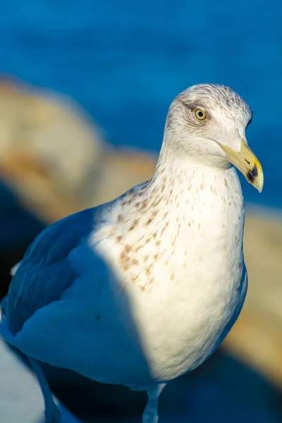 Одна Морская Птица Чайка Фоне Голубого Неба — стоковое фото