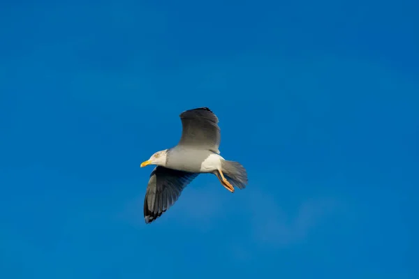 Одна Белая Чайка Летит Голубом Небе — стоковое фото